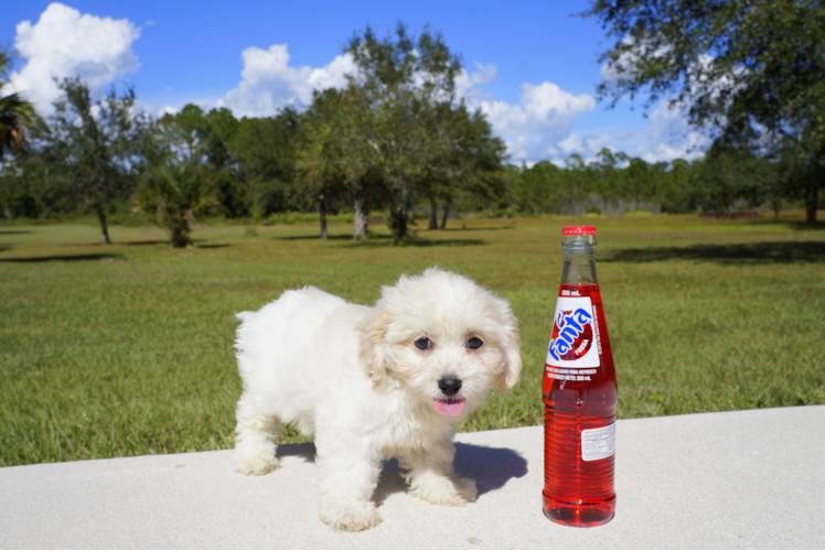 Meet Elise - our Cavachon Puppy Photo 2/3 - Florida Fur Babies