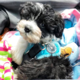 Cute Havanese Pup