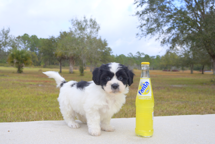 Meet  Sly - our Teddy Bear Puppy Photo 5/5 - Florida Fur Babies