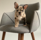 Puppy For Sale - Florida Fur Babies Puppy For Sale - Florida Fur Babies