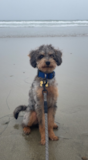 Cute Labrador Poodle Mix Pup Cute Labrador Poodle Mix Pup