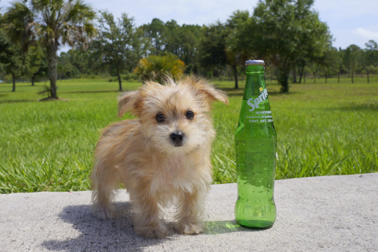 Meet Muffin - our Morkie Puppy Photo 1/2 - Florida Fur Babies
