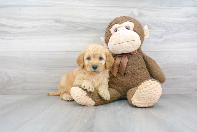 Meet Vergil - our Mini Goldendoodle Puppy Photo 1/3 - Florida Fur Babies