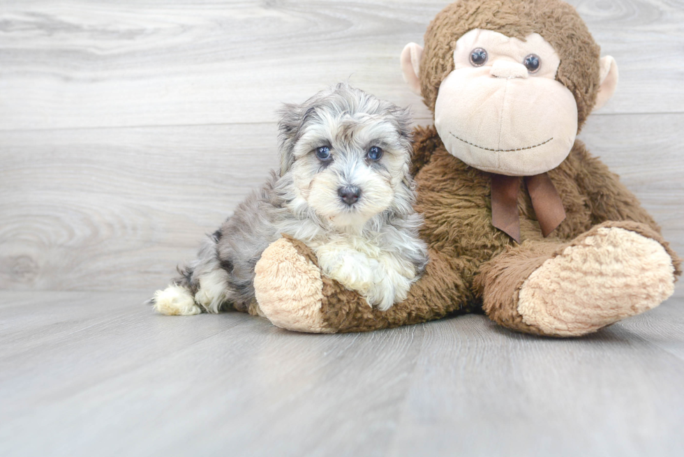 Meet Mystic - our Maltipoo Puppy Photo 1/3 - Florida Fur Babies