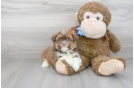 Meet Abraham - our Havashu Puppy Photo 2/3 - Florida Fur Babies