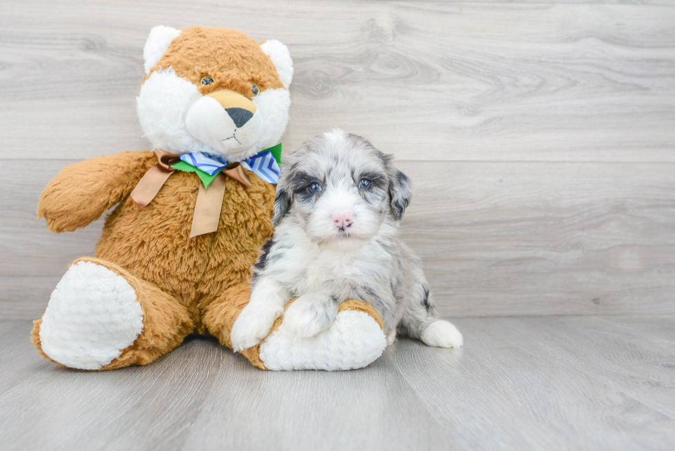 Meet Khalessi - our Mini Sheepadoodle Puppy Photo 2/3 - Florida Fur Babies