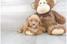 Meet Galena - our Cavapoo Puppy Photo 2/3 - Florida Fur Babies