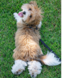 Cute Havanese Purebred Pup