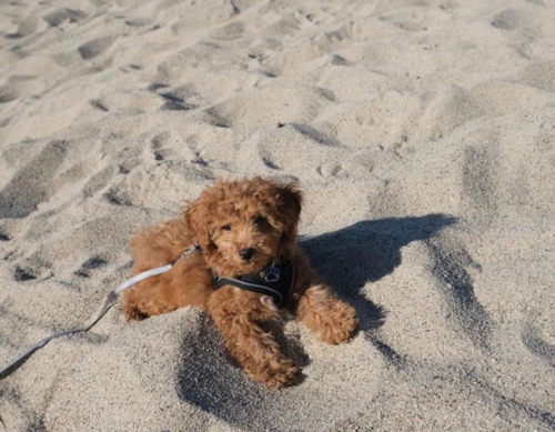 Cute Poodle Pup