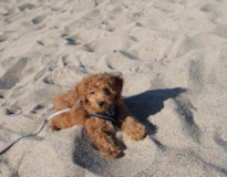 Cute Poodle Pup Cute Poodle Pup