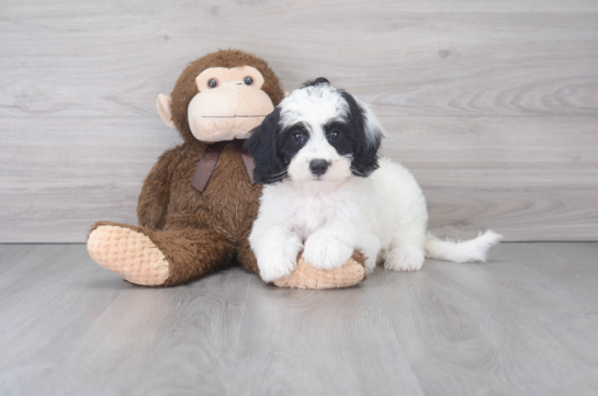 11 week old Mini Bernedoodle Puppy For Sale - Florida Fur Babies