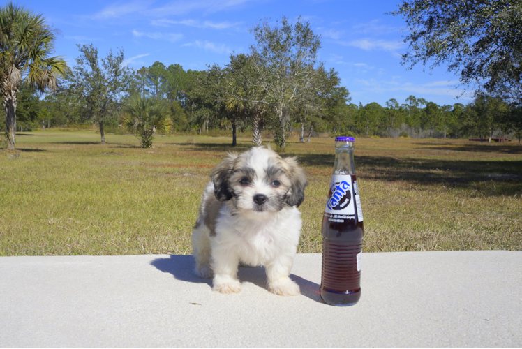 Meet Julie - our Teddy Bear Puppy Photo 1/2 - Florida Fur Babies