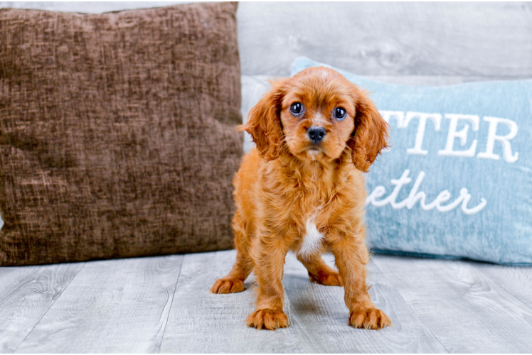 Meet Charles - our Cavalier King Charles Spaniel Puppy Photo 4/4 - Florida Fur Babies