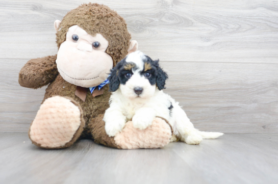 20 week old Mini Bernedoodle Puppy For Sale - Florida Fur Babies