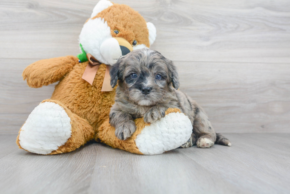 Meet Sergio - our Mini Bernedoodle Puppy Photo 2/3 - Florida Fur Babies