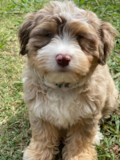 Cute Australian Designer Pup Cute Australian Designer Pup
