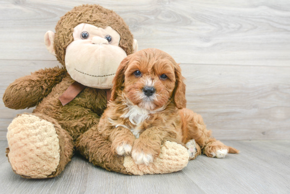 Meet Rover - our Mini Goldendoodle Puppy Photo 2/3 - Florida Fur Babies