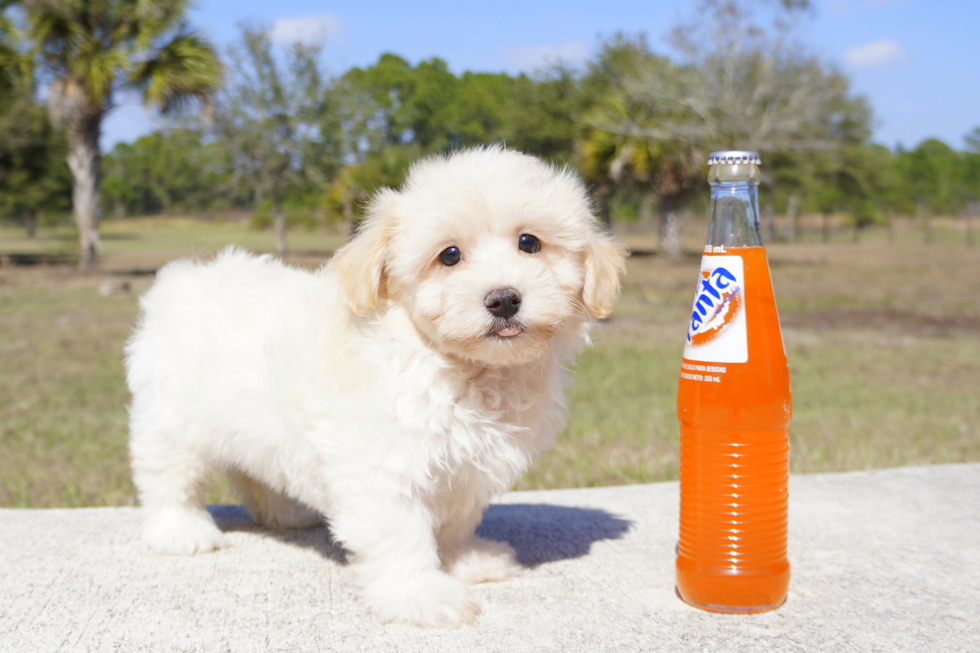 Meet Honey Dew - our Maltipoo Puppy Photo 4/5 - Florida Fur Babies