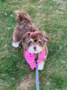 Puppy For Sale - Florida Fur Babies Puppy For Sale - Florida Fur Babies