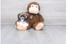 Meet Xeno - our Shih Tzu Puppy Photo 3/3 - Florida Fur Babies