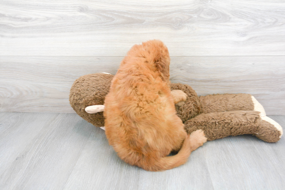 Meet Bentley - our Mini Goldendoodle Puppy Photo 3/3 - Florida Fur Babies