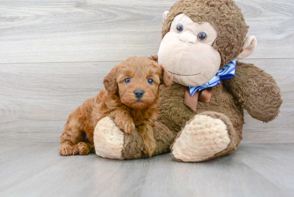Meet Kourtney - our Mini Goldendoodle Puppy Photo 2/3 - Florida Fur Babies