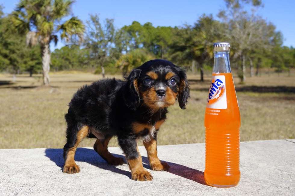 Meet Maxwell - our Cavalier King Charles Spaniel Puppy Photo 2/2 - Florida Fur Babies