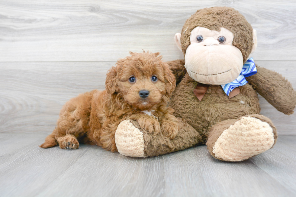 Meet Teagan - our Mini Goldendoodle Puppy Photo 2/3 - Florida Fur Babies