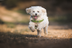 Cute Maltese Purebred Pup