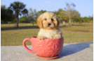 Meet Eli - our Cavachon Puppy Photo 3/3 - Florida Fur Babies
