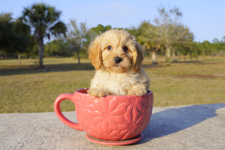 Meet Eli - our Cavachon Puppy Photo 3/3 - Florida Fur Babies