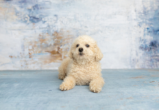 Cute Maltepoo Poodle Mix Pup