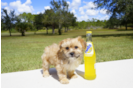Meet River - our Morkie Puppy Photo 4/5 - Florida Fur Babies