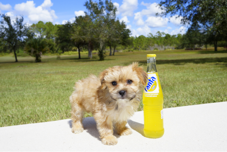 Meet River - our Morkie Puppy Photo 4/5 - Florida Fur Babies
