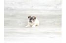 Meet Amira - our Havanese Puppy Photo 3/4 - Florida Fur Babies