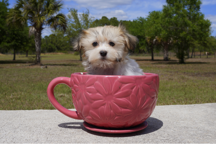 Meet Alexa - our Havanese Puppy Photo 1/4 - Florida Fur Babies