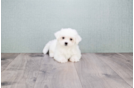 Meet Hannah - our Maltese Puppy Photo 3/3 - Florida Fur Babies