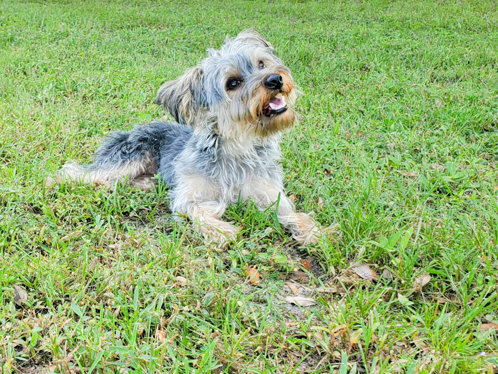 Meet Brady - our Yorkshire Terrier Puppy Photo 3/3 - Florida Fur Babies