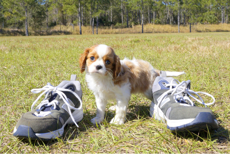 Meet Zoey - our Cavalier King Charles Spaniel Puppy Photo 1/4 - Florida Fur Babies