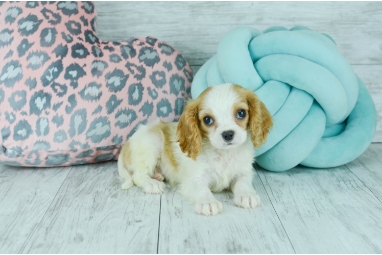 Meet  Elsa - our Cavalier King Charles Spaniel Puppy Photo 1/4 - Florida Fur Babies