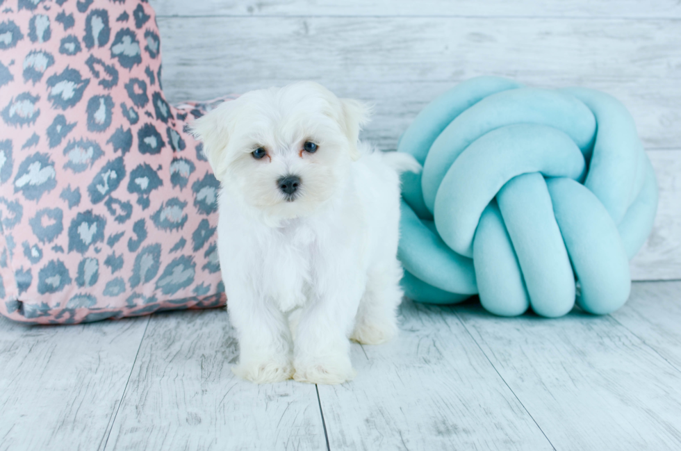 Meet Polar - our Maltese Puppy Photo 4/4 - Florida Fur Babies