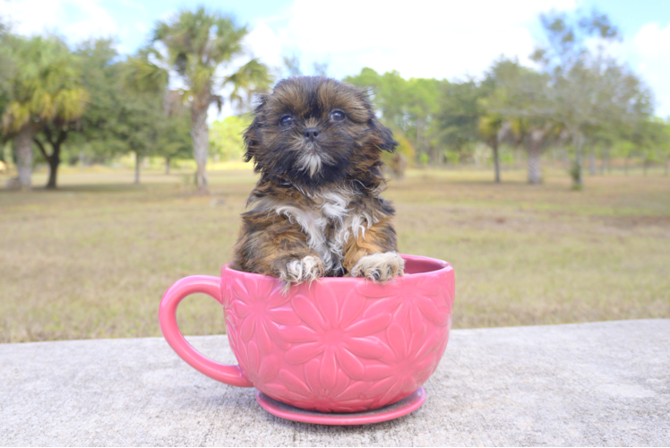 Meet Bentley - our Teddy Bear Puppy Photo 1/2 - Florida Fur Babies