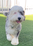 Mini Sheepadoodle Being Cute Mini Sheepadoodle Being Cute