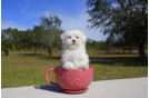 Meet  Christopher - our Maltese Puppy Photo 4/5 - Florida Fur Babies