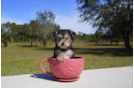 Meet Bucky - our Morkie Puppy Photo 1/3 - Florida Fur Babies