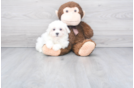 Meet Sugar - our Maltese Puppy Photo 2/2 - Florida Fur Babies