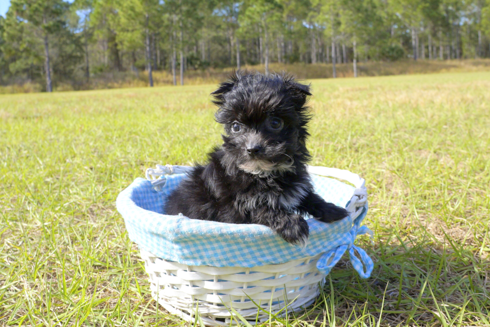 Meet Shadow - our Morkie Puppy Photo 5/5 - Florida Fur Babies
