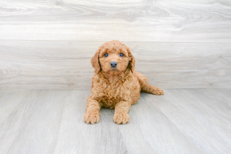 Meet Hardy - our Mini Goldendoodle Puppy Photo 2/3 - Florida Fur Babies