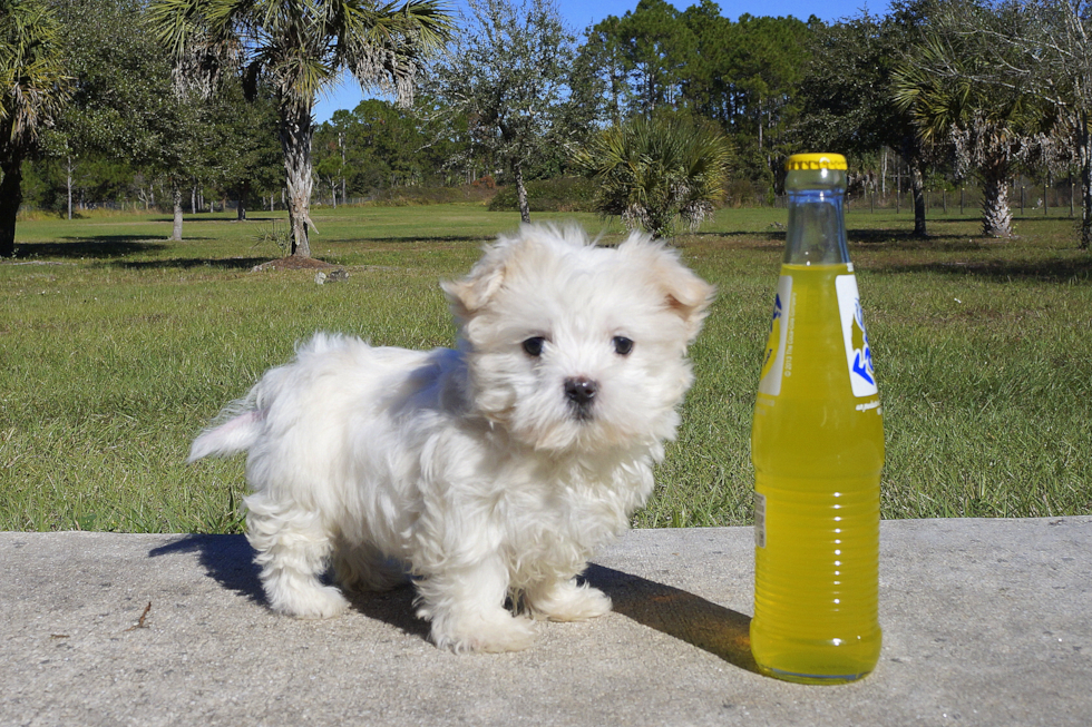 Meet Amy - our Maltipoo Puppy Photo 2/3 - Florida Fur Babies