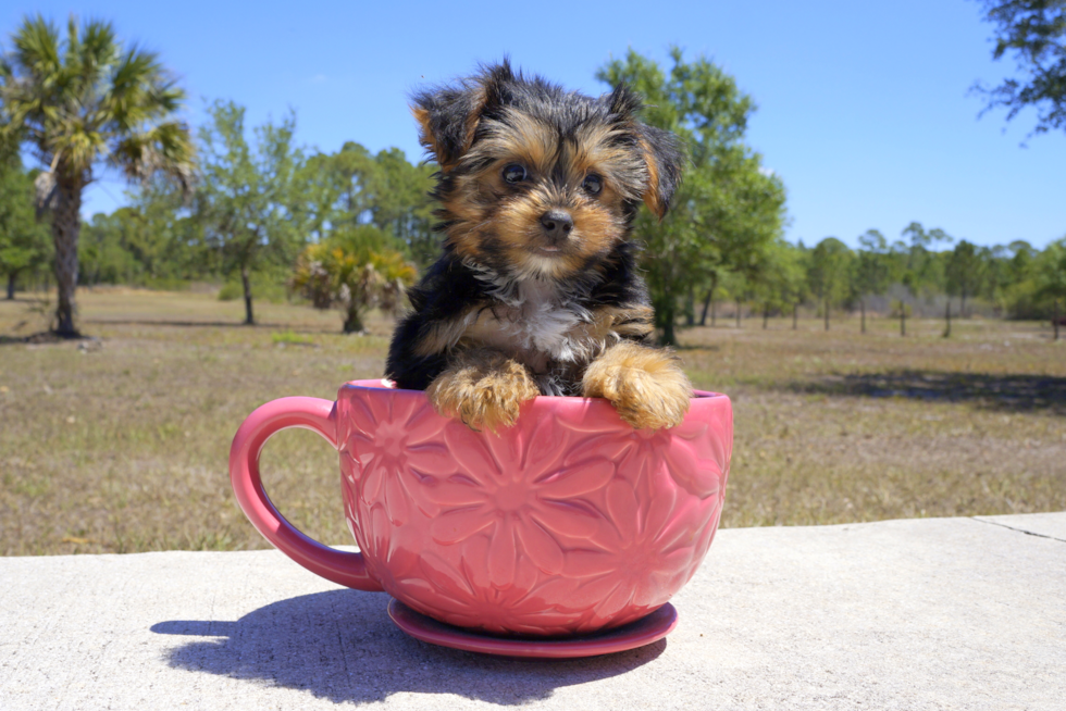 Meet Melvin - our Yorkshire Terrier Puppy Photo 2/5 - Florida Fur Babies